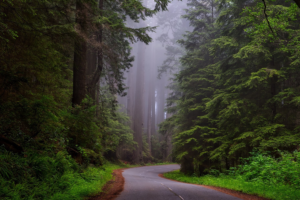 redwood-national-park